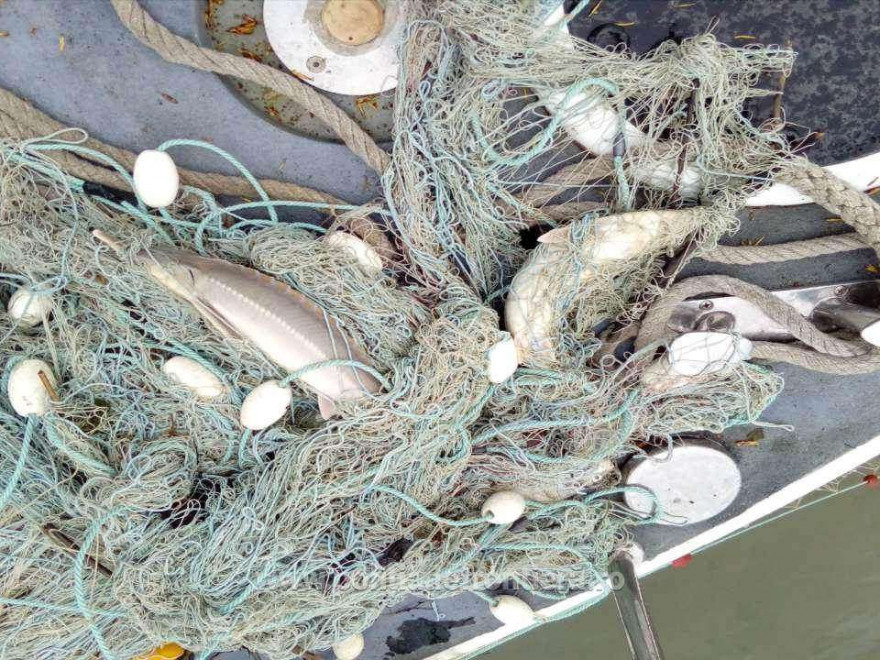 Suspecți de braconaj piscicol, prinși în flagrant de oamenii legii