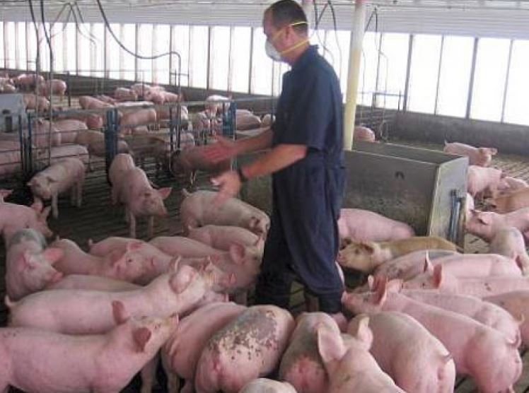 Sprijin financiar pentru cei care și-au pierdut locul de muncă din cauza pestei porcine africane