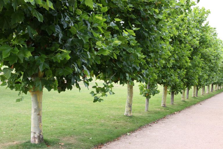 Un spațiu verde din Constanța va fi revitalizat prin plantarea de copaci