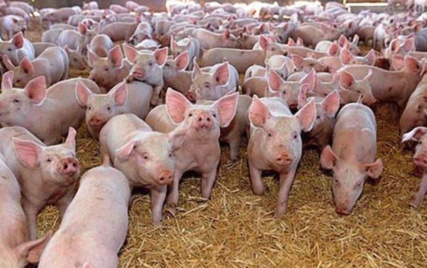 În România s-au înregistrat 826 de focare de pestă porcină africană în 190 de localități