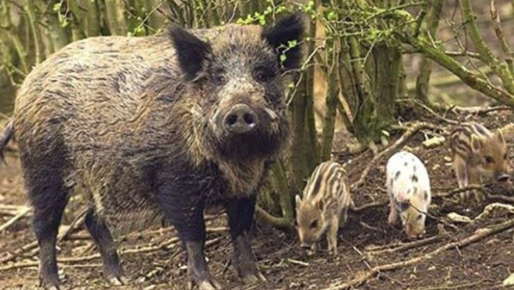 555 de focare de pestă porcină africană confirmate în județul Tulcea. ARBDD caută vânători pentru exterminarea porcilor mistreți din aria protejată