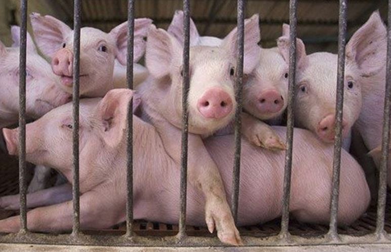 Pesta porcină africană: Crescătorii afectaţi de pierderea animalelor au primit despăgubiri de peste 500 de mii de lei