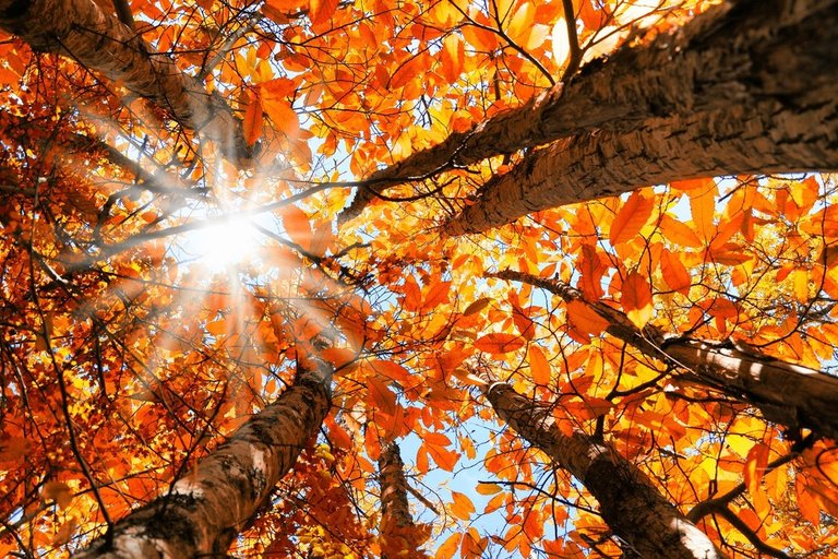 Maxime de 15 grade Celsius în Dobrogea