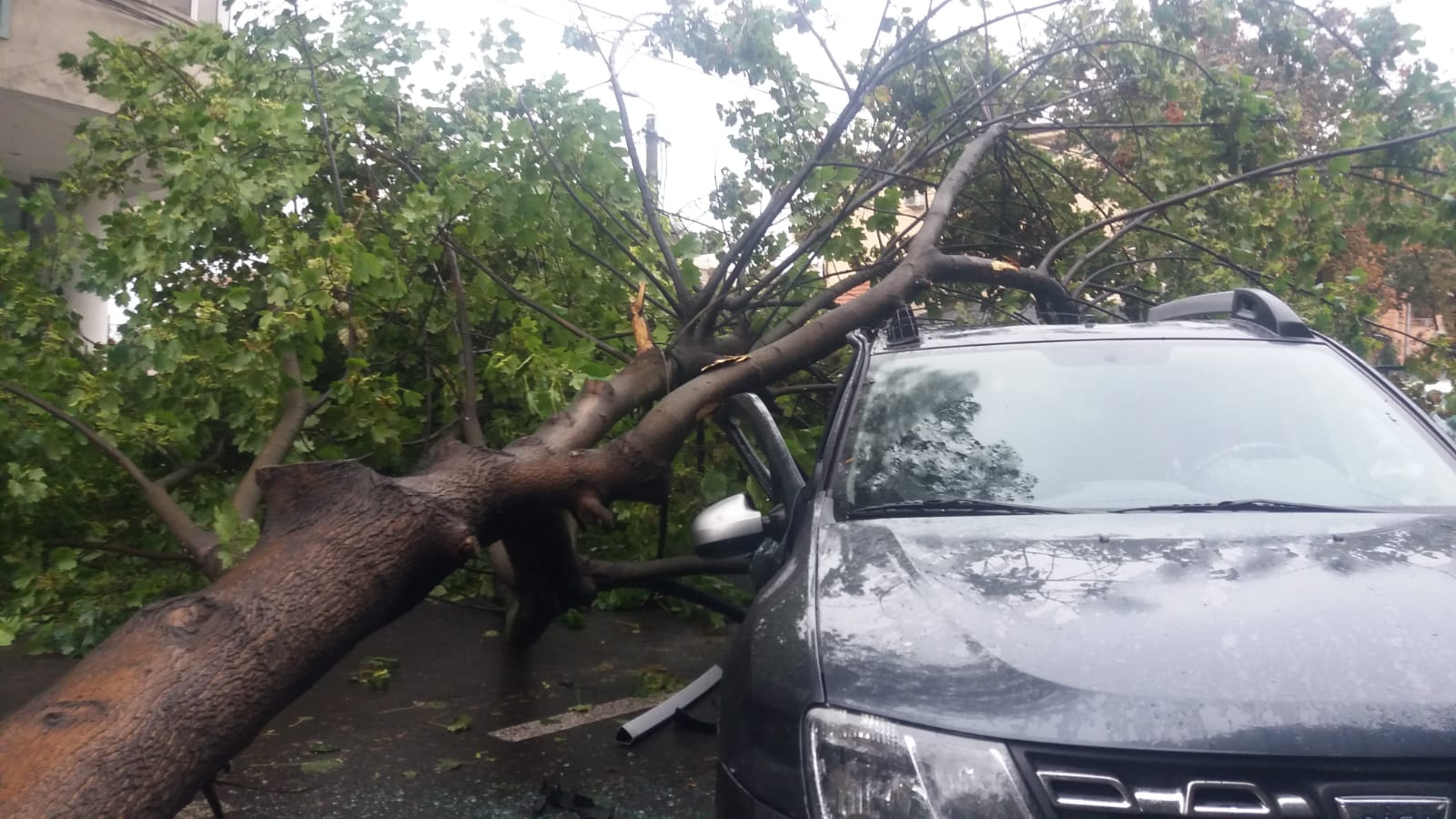 FOTO/CONSTANȚA: Un copac s-a prăbușit peste mașinile parcate pe str. Mircea cel Bătrân