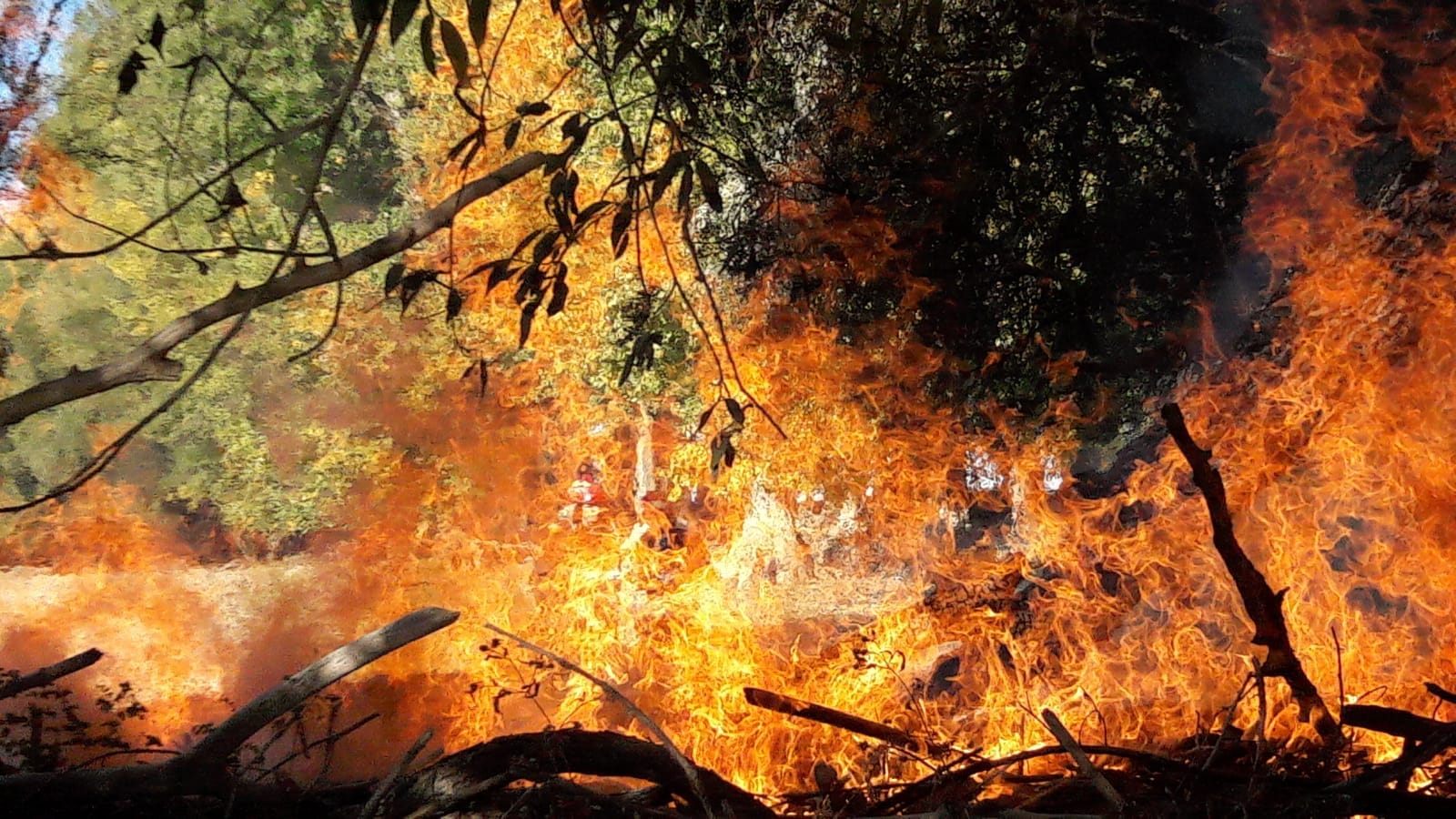 Val de incendii de vegetație scăpate de sub control, la Tulcea. Pompierii trag un semnal de alarmă
