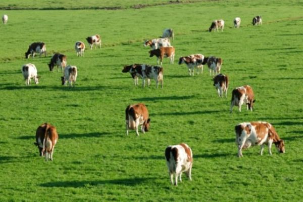 TULCEA: Mai mulți fermieri au amenințat că-şi vor omorî animalele pentru că nu au pășuni