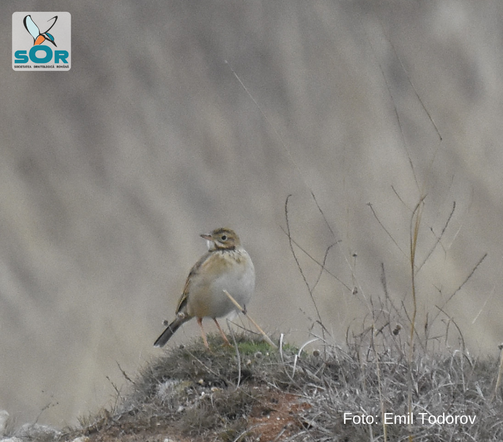 Specie siberiană de pasăre, descoperită în Dobrogea