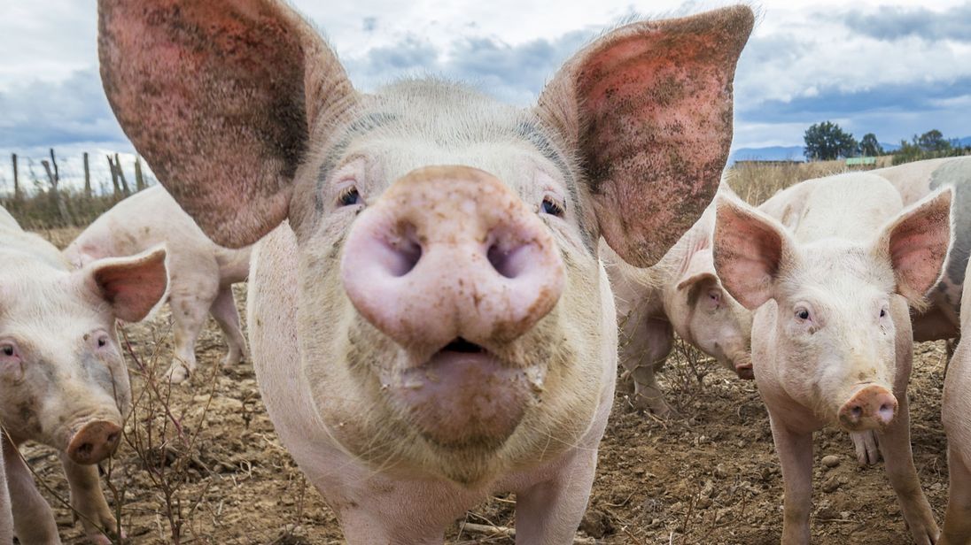 Locațiile unde se poate face examenul trichineloscopic al cărnii de porc în județul CONSTANȚA