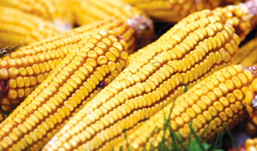România a depăşit Franţa la producţia de porumb doi ani consecutivi