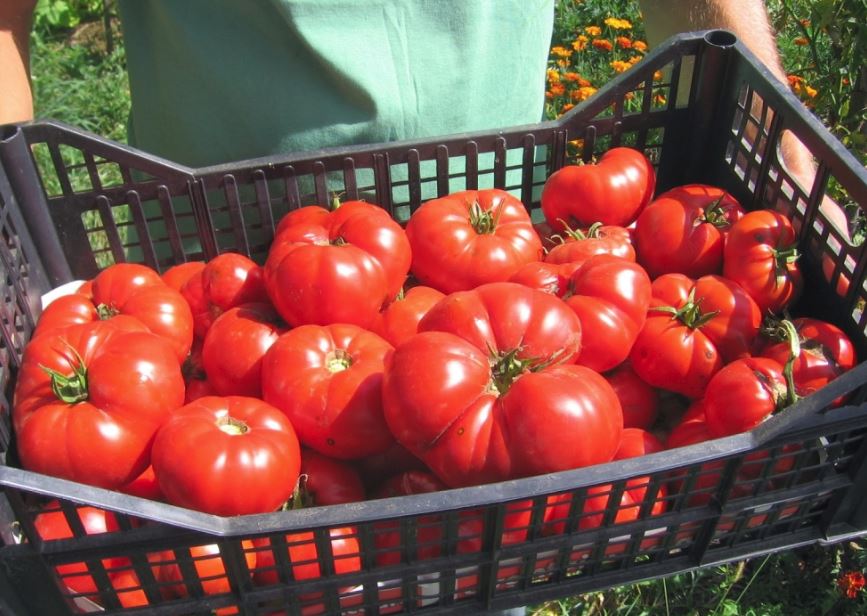 Fermierii care cultivă tomate româneşti vor avea parte de sprijin și în 2019