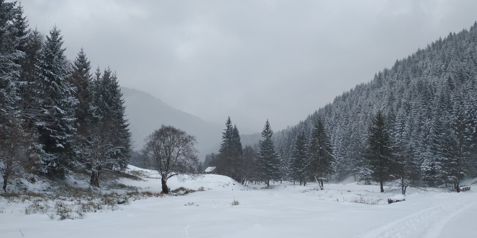 Cod galben de ninsoare viscolită în trei județe