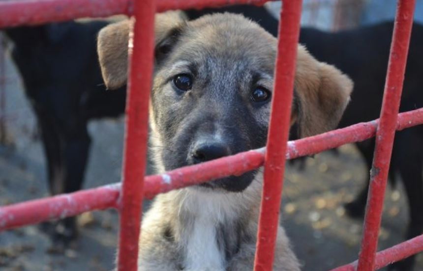 TULCEA: Profilul persoanelor care au adoptat cei aproximativ 150 de câini anul trecut