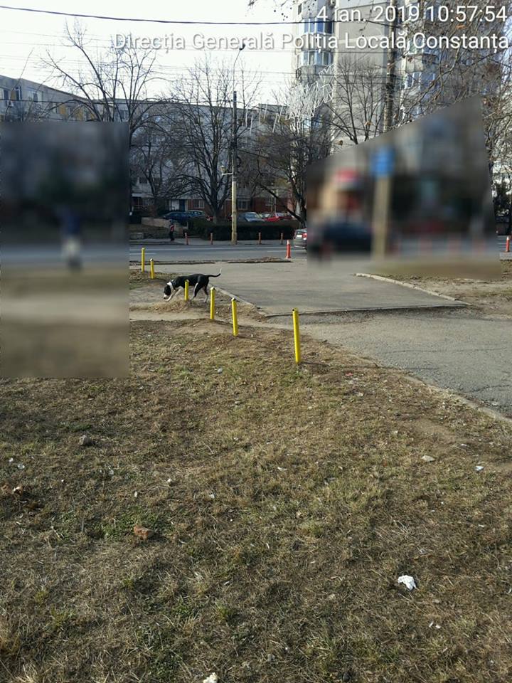 CONSTANȚA: Proprietar de câine periculos, amendat cu 1.500 de lei, pentru că și-a lăsat patrupedul liber, într-o zonă intens circulată
