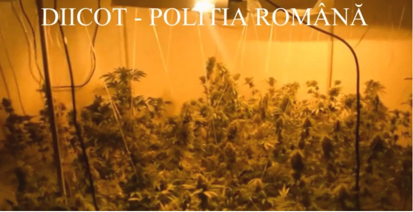 CONSTANȚA: Cultură de cannabis descoperită într-un apartament
