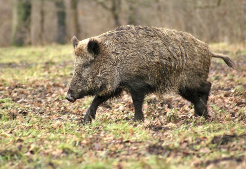 Un nou caz de pestă porcină africană în județul CONSTANȚA