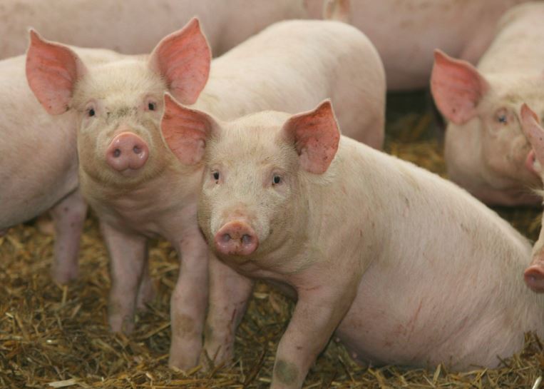 Evoluția pestei porcine africane