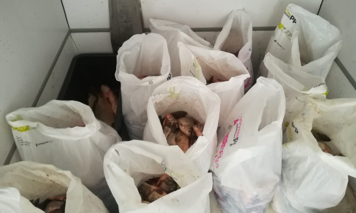 CONSTANȚA: Peste 300 de kilograme de peşte fără documente legale, confiscate de poliţiştii de frontieră