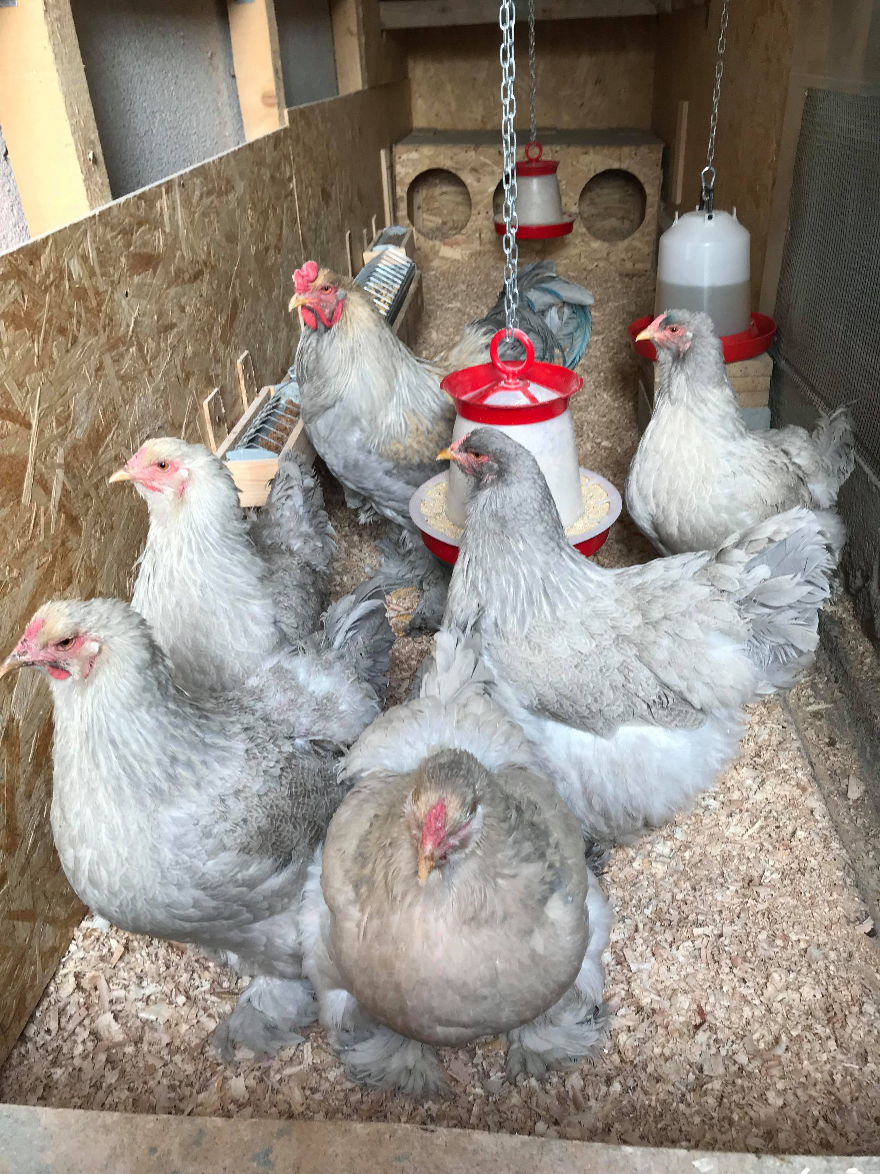 Foto: Brahma – „uriaşul găinilor” în curtea soților Bleora