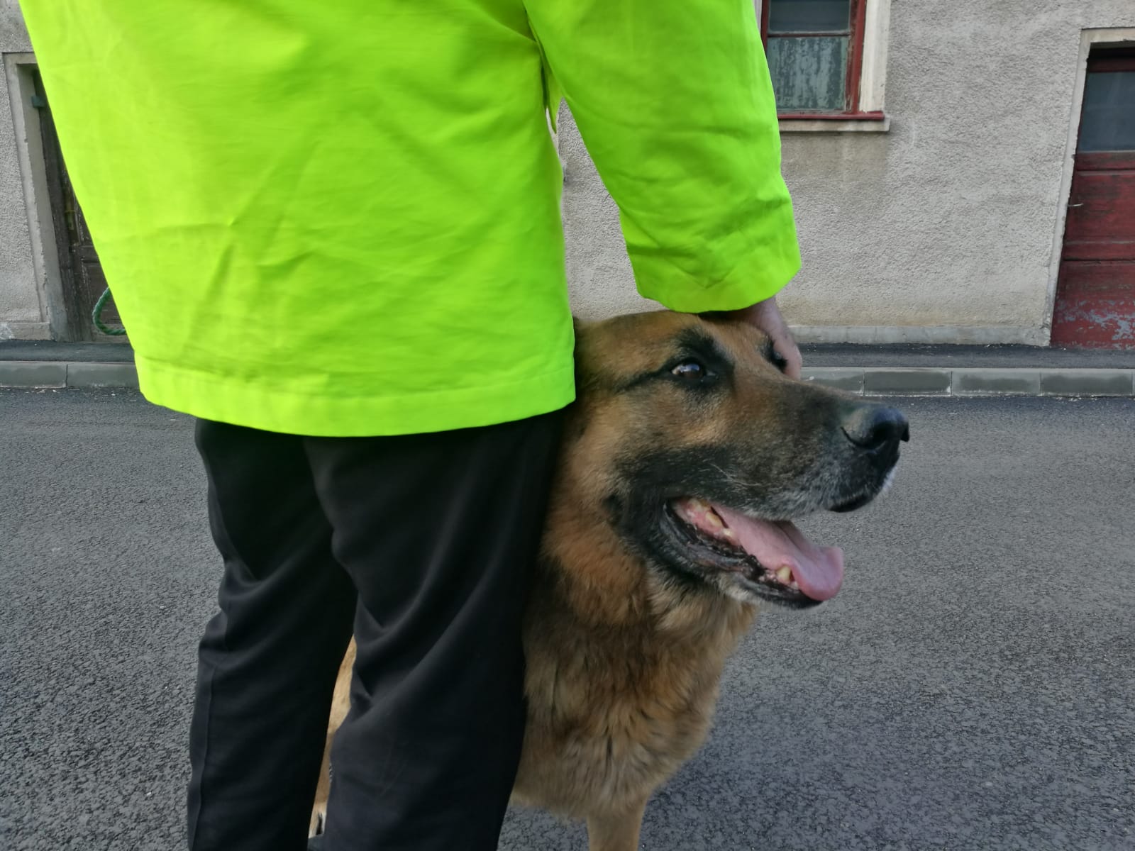 Faceți cunoștință cu Bingo, câinele care a ajutat la prinderea unui bărbat cercetat pentru tâlhărie, la Valu lui Traian! FOTO