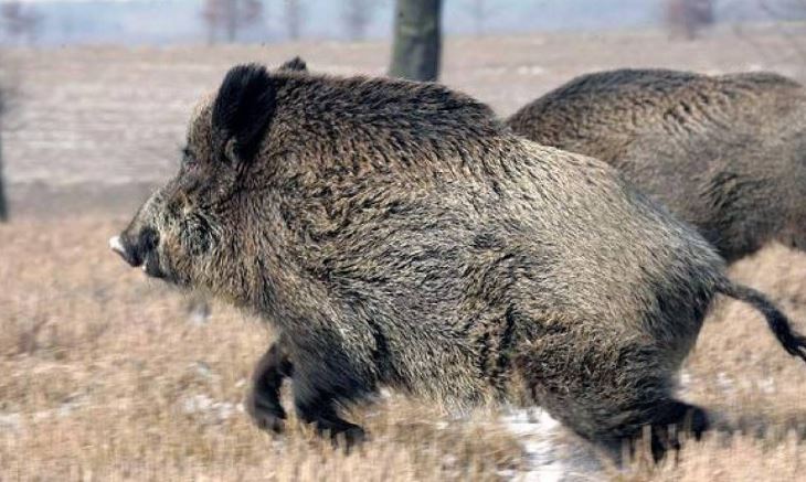 Județul CONSTANȚA: Au fost confirmate două noi focare de pestă porcină africană