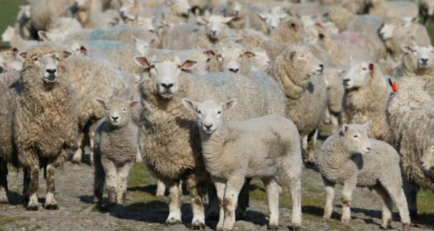 România poate exporta carne de oaie şi ovine vii către Iran. 800.000 de capete în şase luni