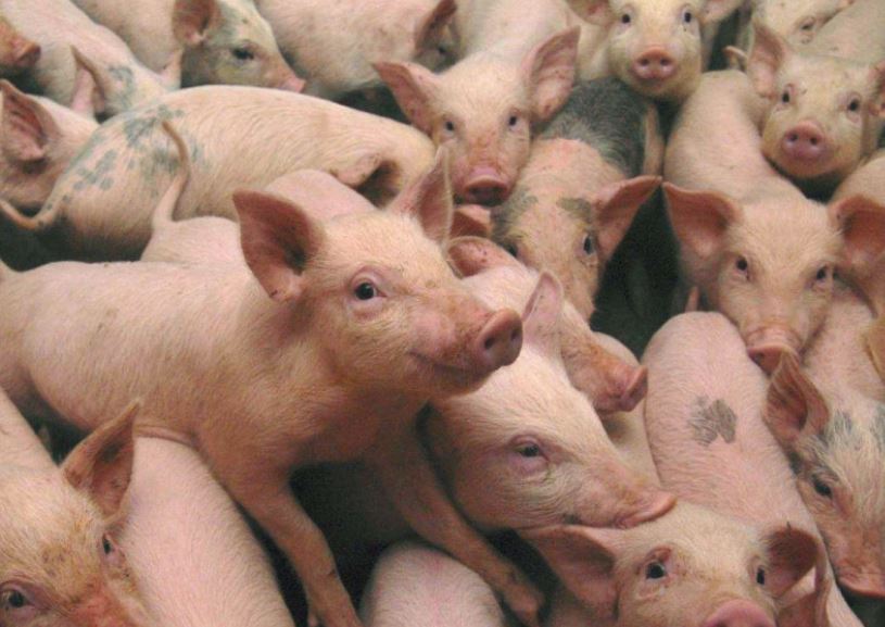 Măsurile luate de autoritățile din Constanța pentru combaterea pestei porcine