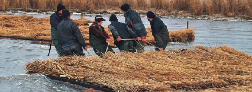 TULCEA: Doar 10% din stuful Deltei ar putea fi valorificat anul acesta