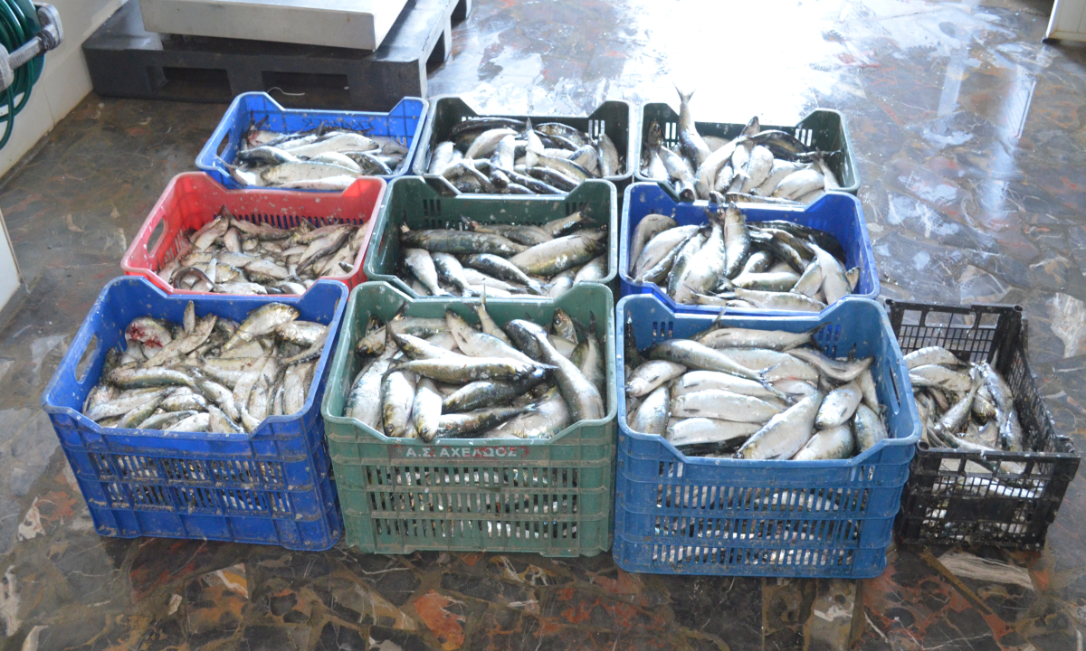 TULCEA/FOTO: Braconaj la scrumbie. 300 de kilograme de pește confiscate