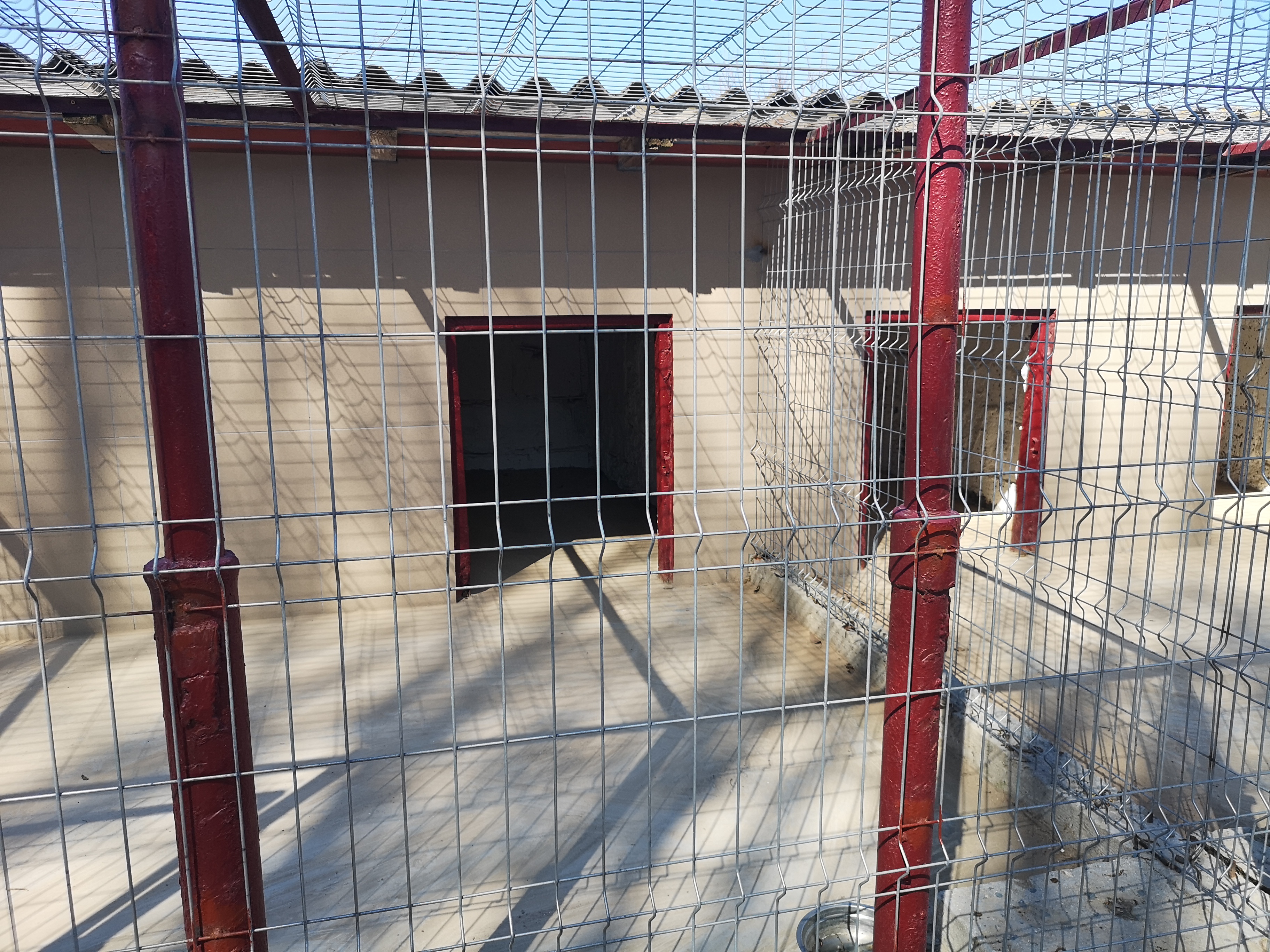 CONSTANȚA: Peste 730 de câini din adăpostul pentru animale abandonate, adoptați în acest an