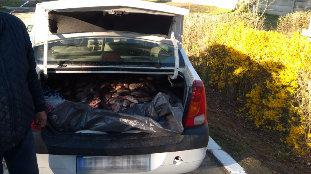 TULCEA: Transport de peşte fără documente de proveniență