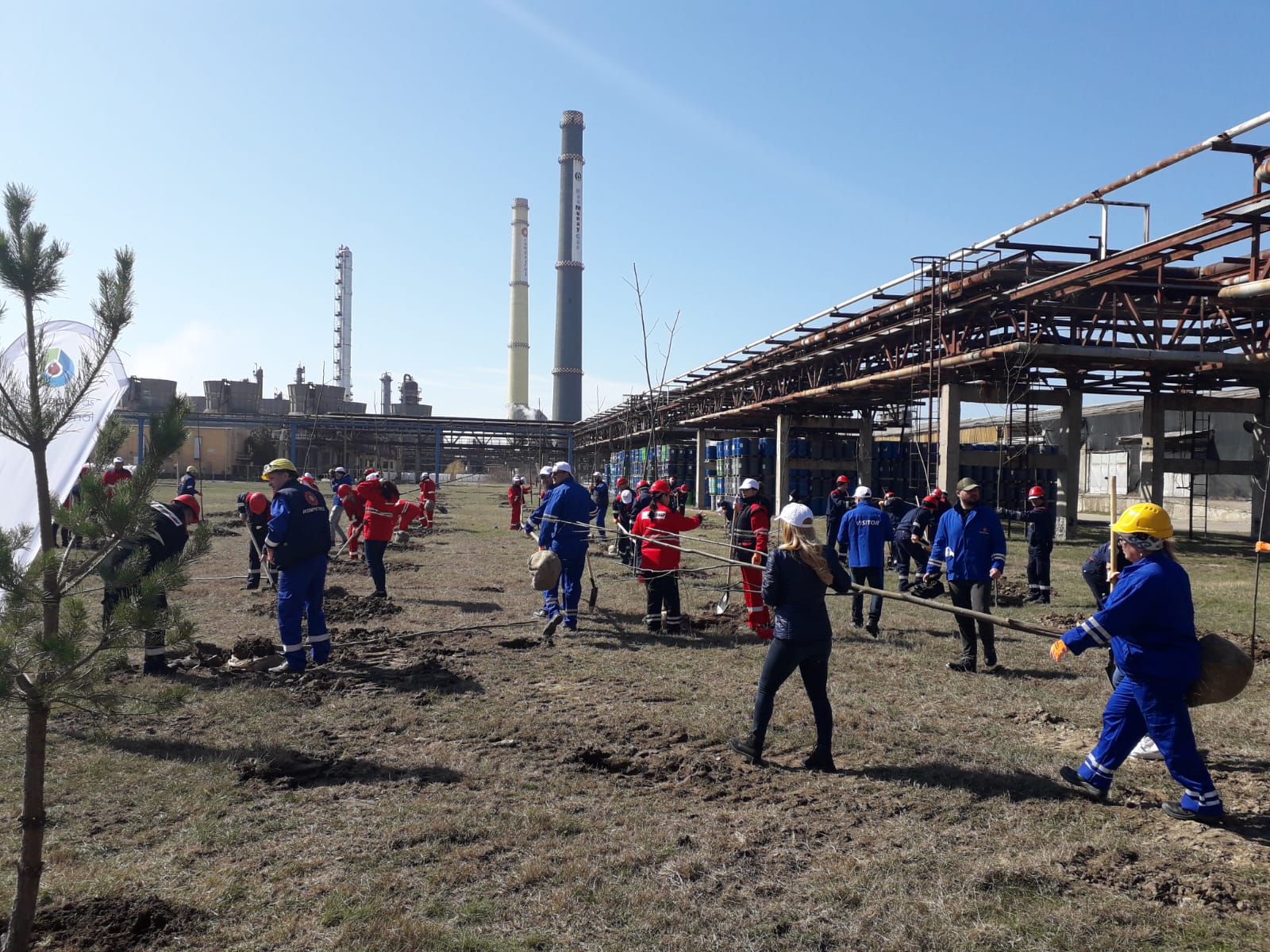 CONSTANȚA: Peste 250 de tei, plantați astăzi în curtea Petromidia Năvodari