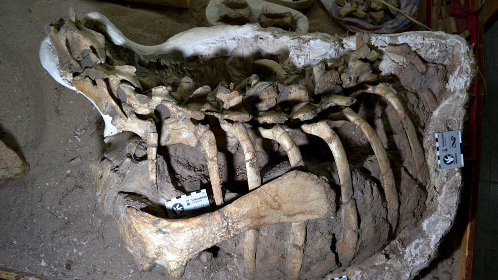 În Argentina a fost descoperită fosila unei noi specii de dinozaur ornitopod
