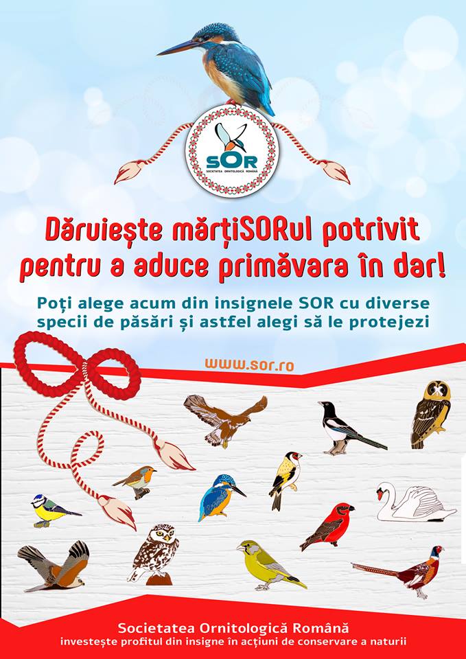 Păsările sălbatice din România, „vedete“ pe mărțișoarele tip insignă vândute de Societatea Ornitologică Română
