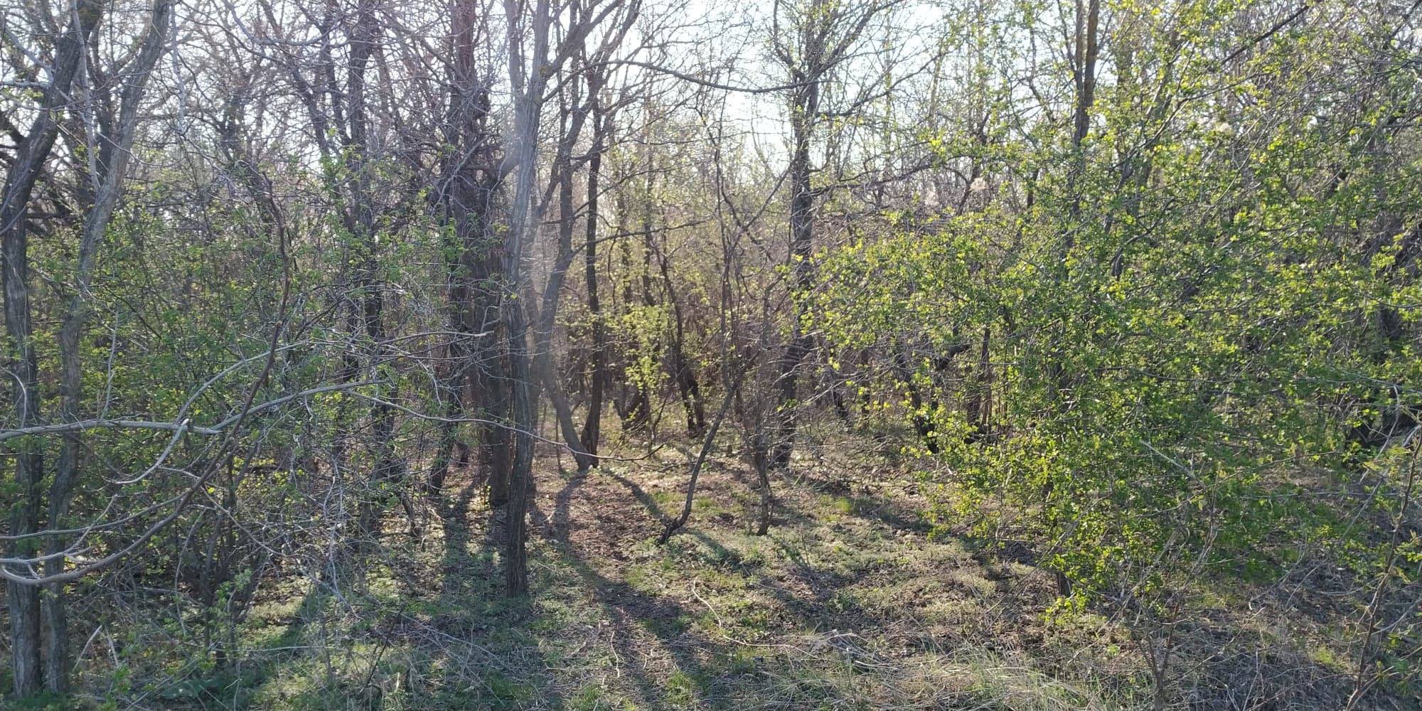 Luna Pădurii | Plantări de copaci în judeţul Constanţa