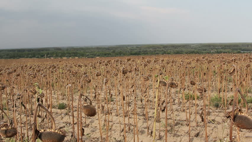 TULCEA: Mii de hectare de culturi agricole, afectate de secetă în proporţie de 100%