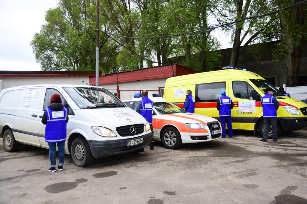 CONSTANȚA: Începe capturarea câinilor fără stăpân