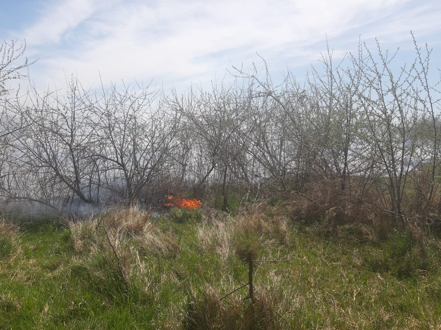 TULCEA. Incendiu de vegetaţie uscată. Pericol de EXTINDERE la o pădure