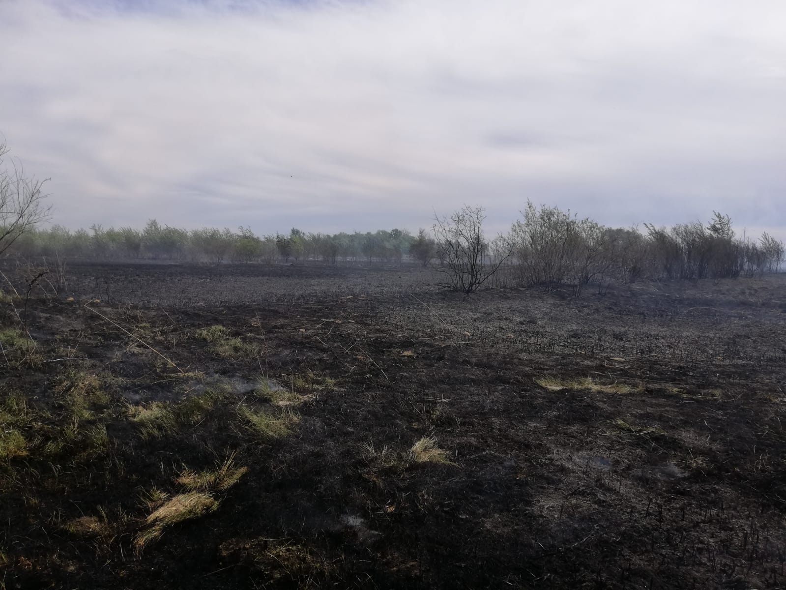 Incendiu de vegetație în zona localității Maliuc – FOTO