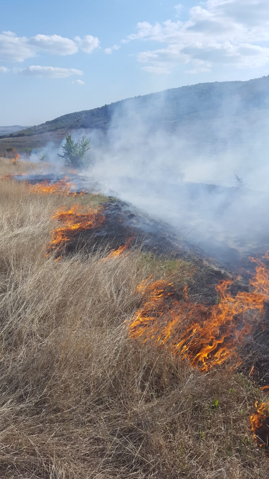 TULCEA: Incendiu de vegetație uscată în localitatea Cerna