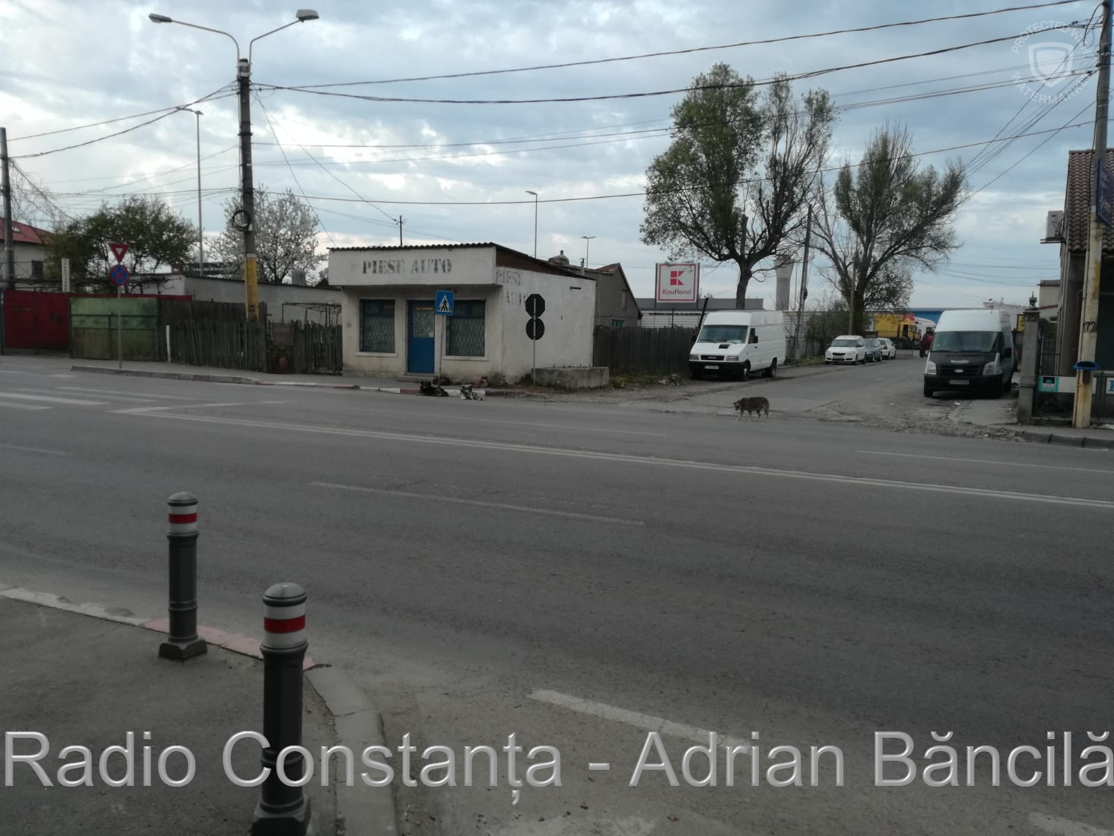 FOTO. Maidanezii, coșmarul locuitorilor din cartierul Km 4-5