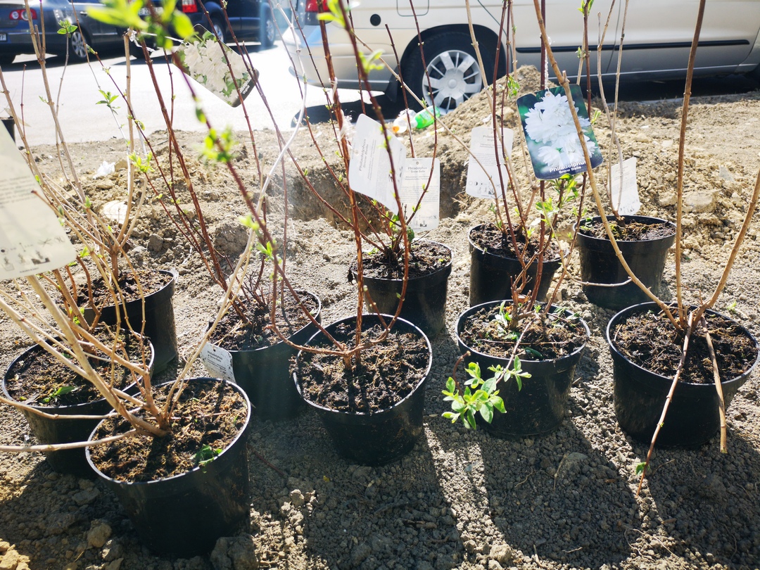 Primarul Vergil Chițac invită constănțenii la o acţiune de plantare de copaci