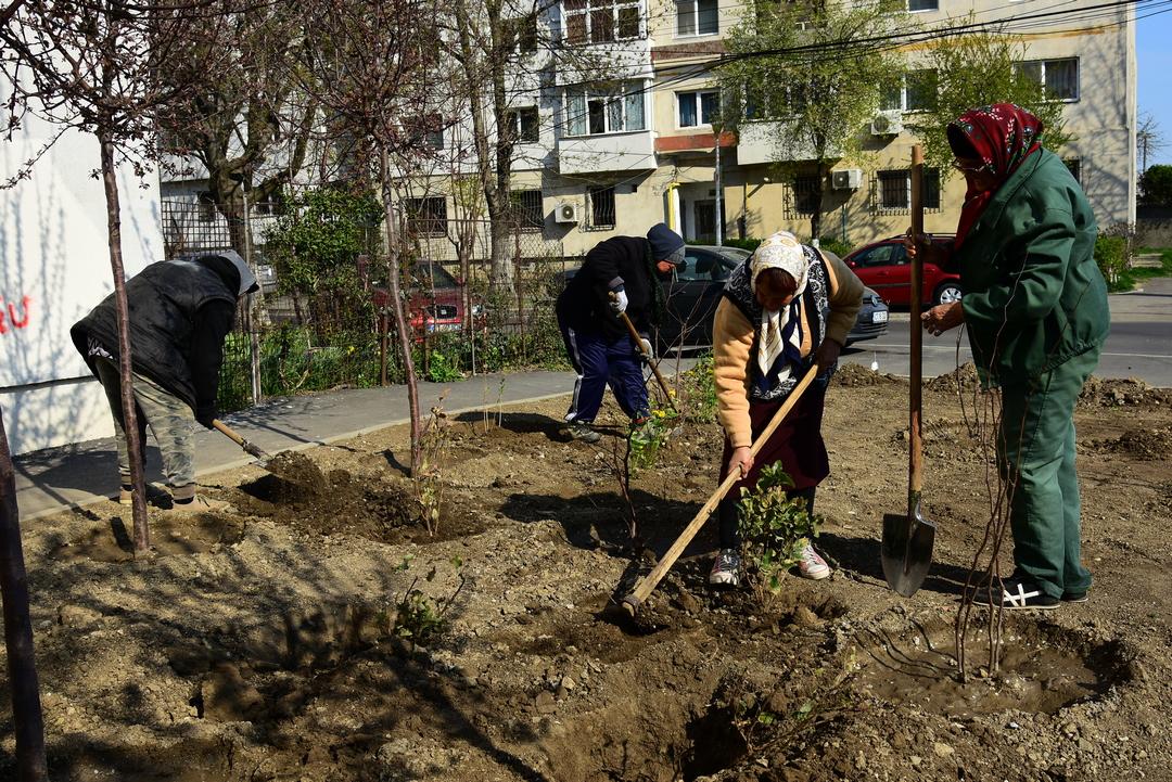 CONSTANȚA: 53 de arbori și 313 arbuști ornamentali au fost plantați săptămâna trecută
