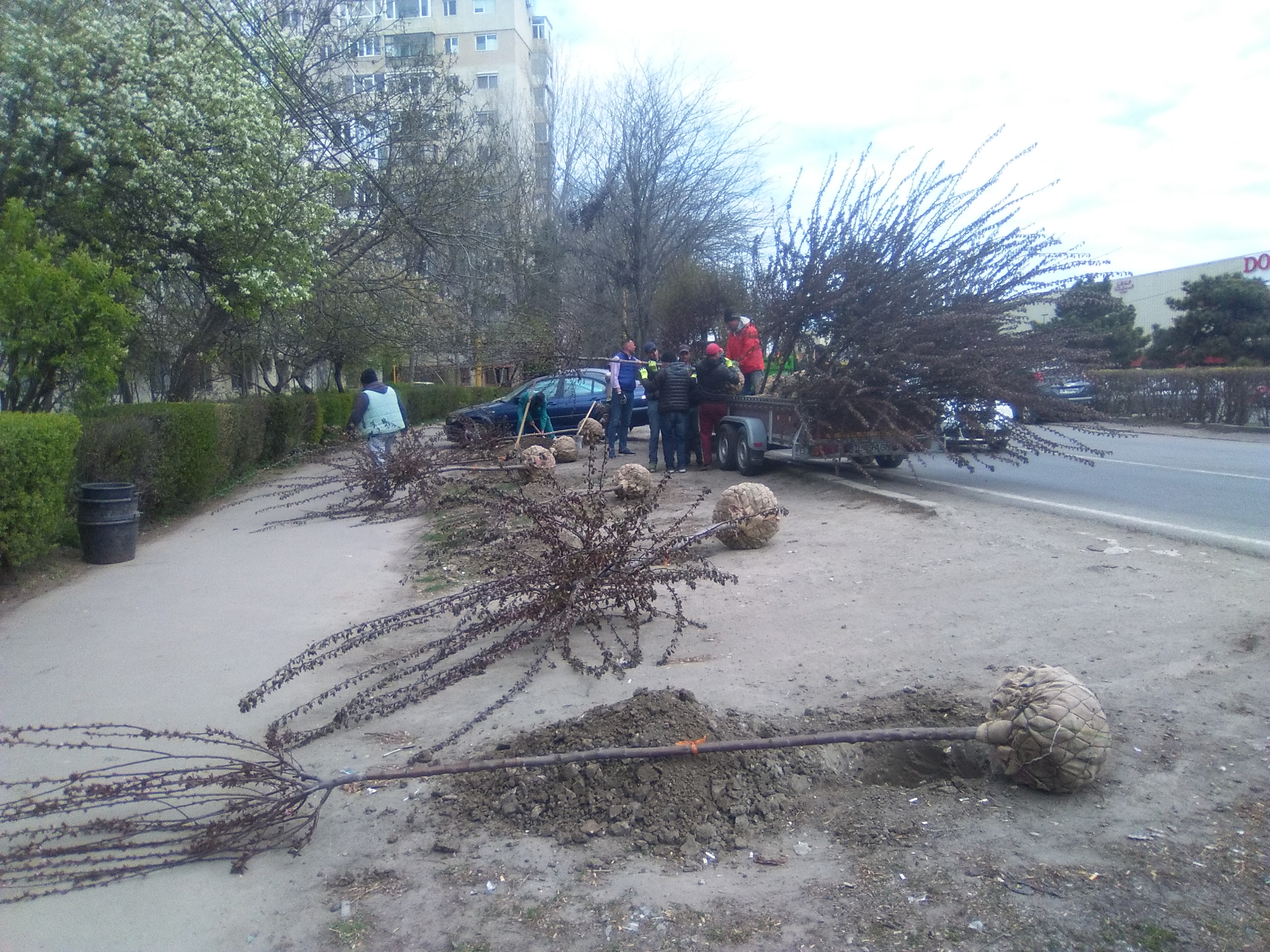 FOTO. Noi arbori plantați în Constanța