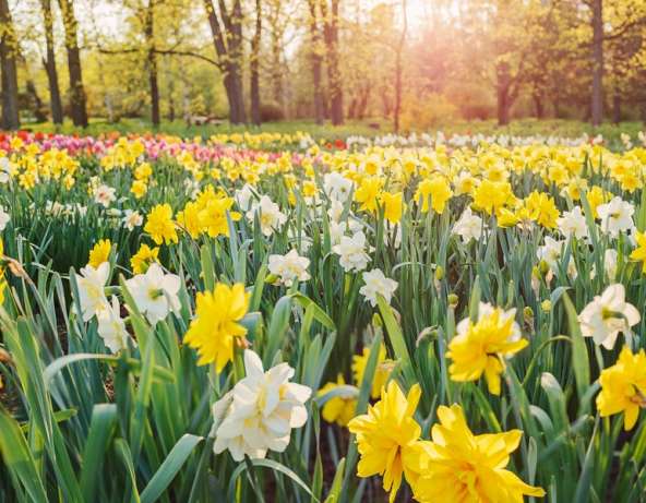 Prognoză extinsă – cum va fi vremea în luna aprilie