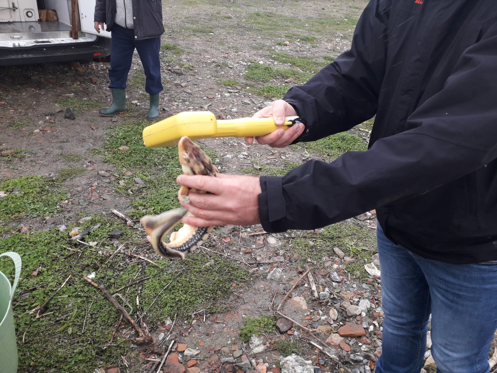 Acțiune de repopulare cu sturioni în regiunea Belene, din Bulgaria. Apelul ARBDD către pescarii români