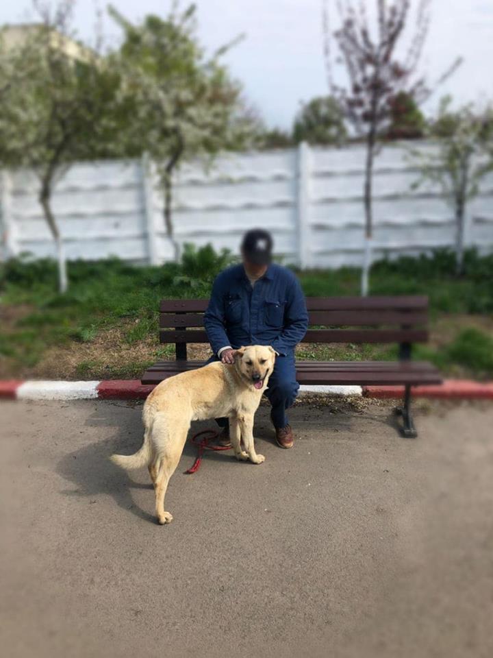 Cum pot fi recuperați câinii care au fost capturați de pe străzile din Constanța