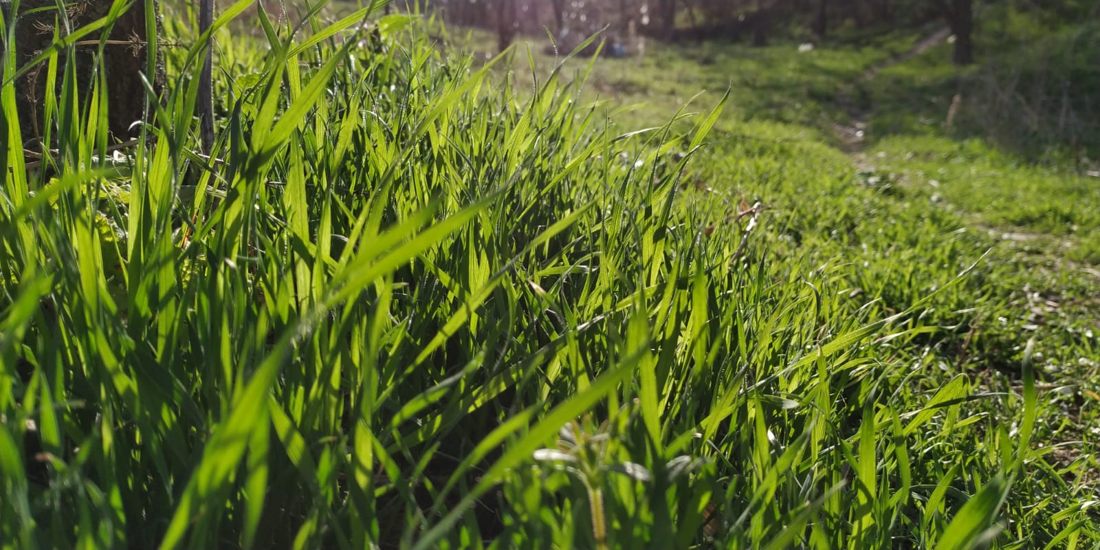 1 Mai la pădure. „Să nu lăsăm mediul degradat după ce plecăm de acolo“