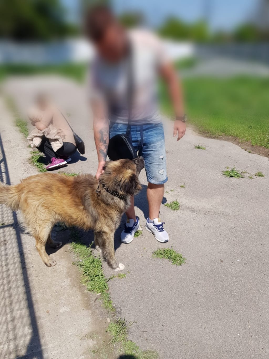 CONSTANȚA: Campanie de adopție a câinilor fără stăpân. 53 de căței au deja un cămin