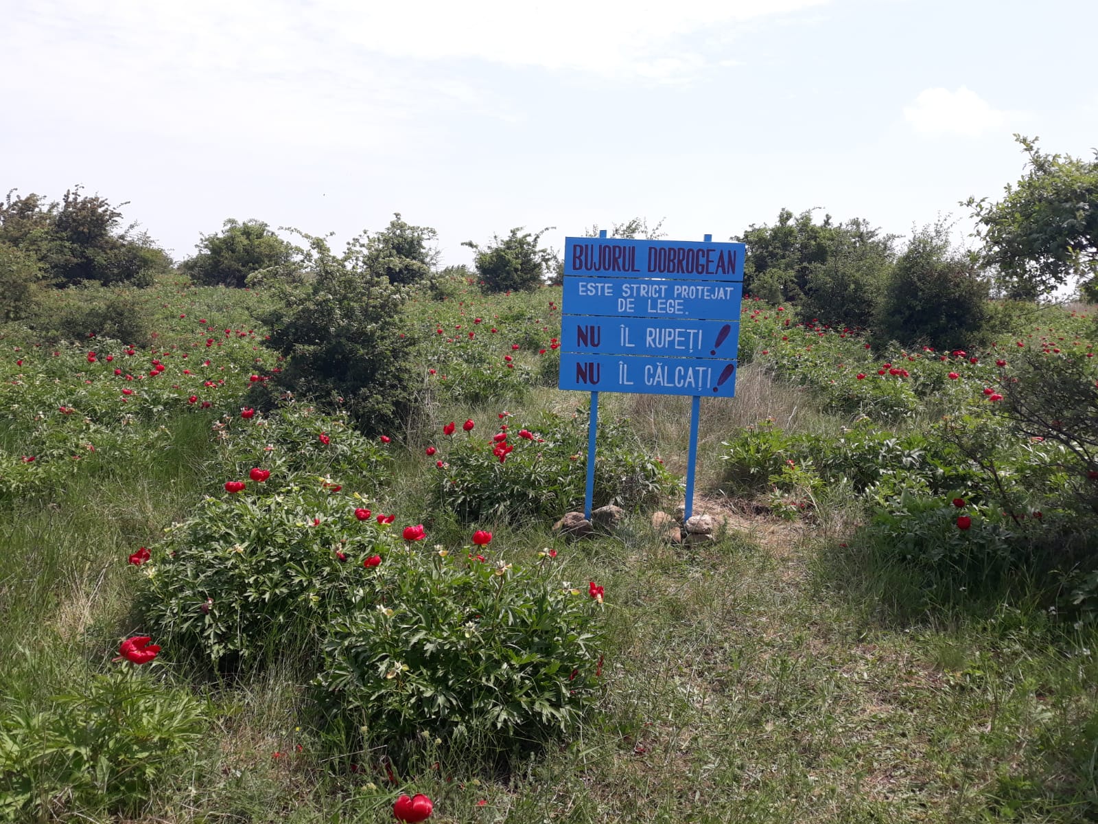Mâine sărbătorim Ziua Bujorului, declarată Floare Națională a României
