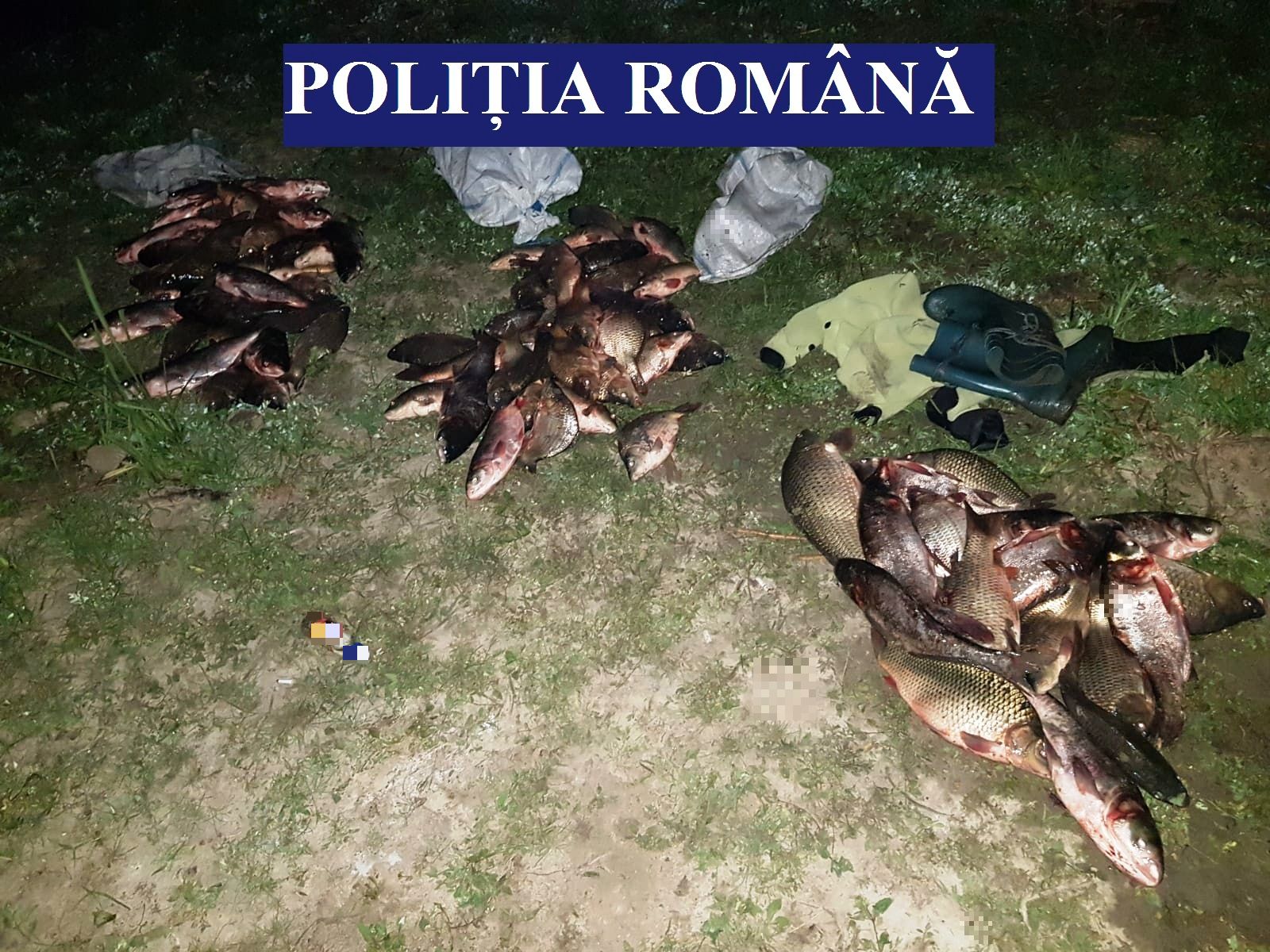 CONSTANȚA: Prinși în timp ce ar fi sustras peste 140 de kilograme de pește dintr-o fermă pisicolă – FOTO/VIDEO